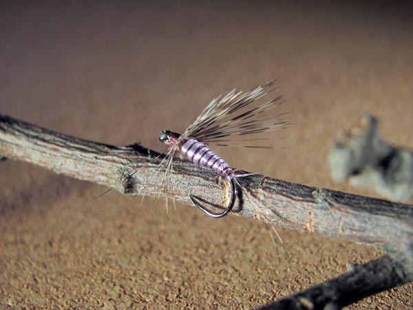 Mosca de León Malva pardo aconchado sin muerte 5