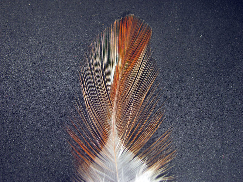 Pluma de Gallo de León Indio Avellanado