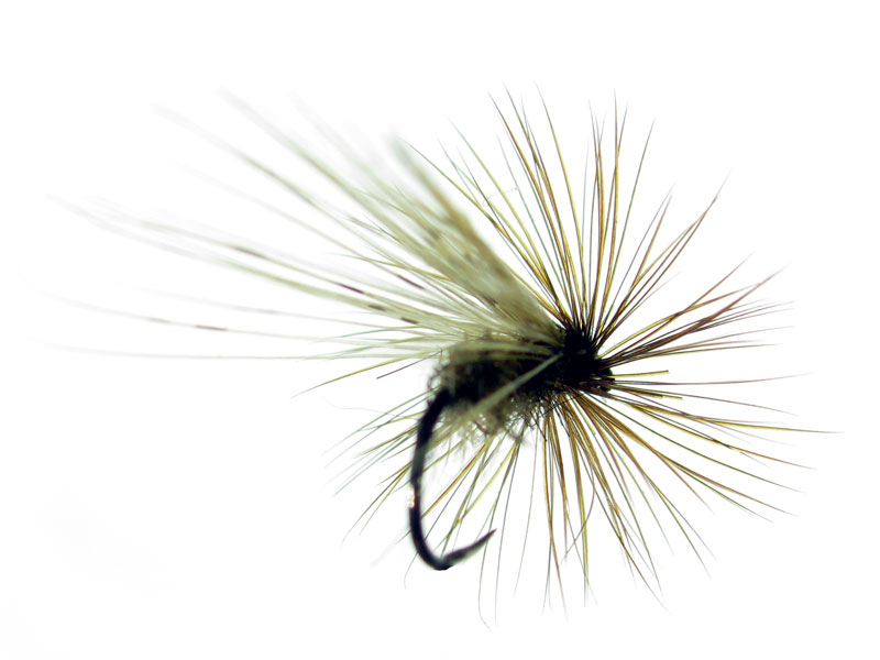 Parche Oreja De Liebre Acanalada Dorada 3″ – Patch Parlor, Plancha, Pesca Con Mosca